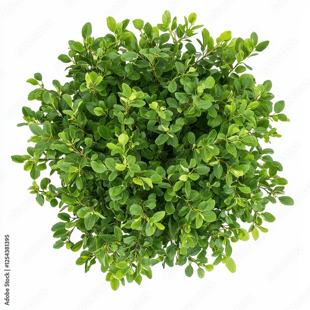 Obraz premium Top view of a lush, round bush with vibrant green leaves, viewed from above, showcasing its dense foliage and healthy appearance.