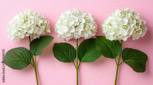 Three Delicate White Flowers Gracefully Blooming Against a Soft Pink Background Creating a Serene and Elegant Floral Arrangement Capturing the Beauty of Nature in Full Bloom with Vibrant Colors
