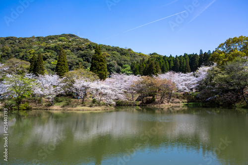 観音ヶ池と満開の桜
