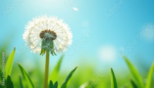 Soft white dandelions on sky blue background with gentle sunlight filtering through leaves, white dandelion, bloom © Sourithideth