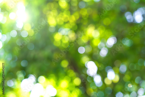 Abstract sunlight bokeh green background. spring and green season..