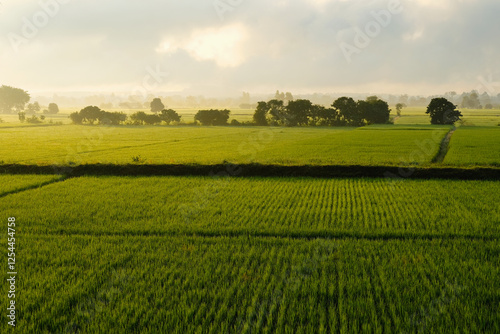 Rice sprout field during sunrise. Agricultural landscape in the summer. green nature background..