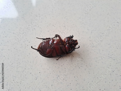 Black Rhino Beetle on the floor – Exotic Insect Macro