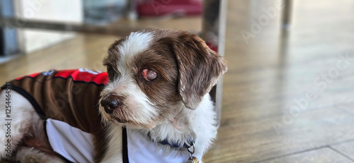 Obraz na płótnie Senior small shih tzu with light brown color with and Cataracts eyes problem. w salonie
