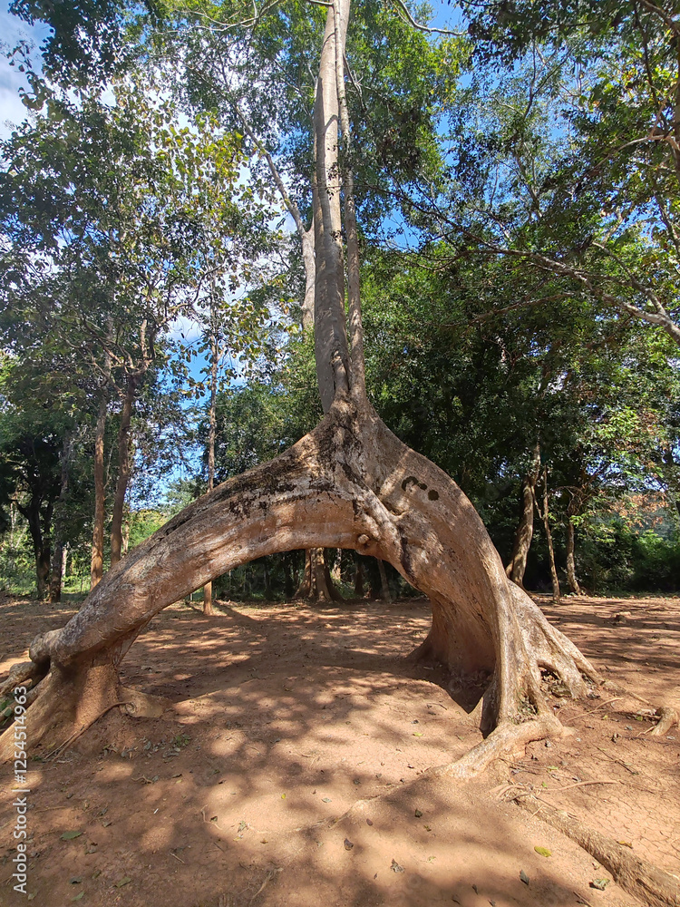majestic tree with unique arching trunk stands tall in lush forest, surrounded by greenery and dappled sunlight. scene evokes sense of tranquility and connection to nature majestic tree with unique arching trunk stands tall in lush forest, surrounded by greenery and dappled sunlight. scene evokes sense of tranquility and connection to nature