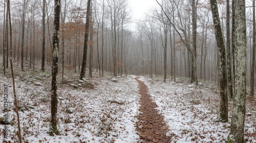 Wallpaper Mural Snowy trail winding through misty winter forest Torontodigital.ca