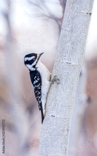 A Downy Woodpecker looks for a meal on an Aspen tree. photo