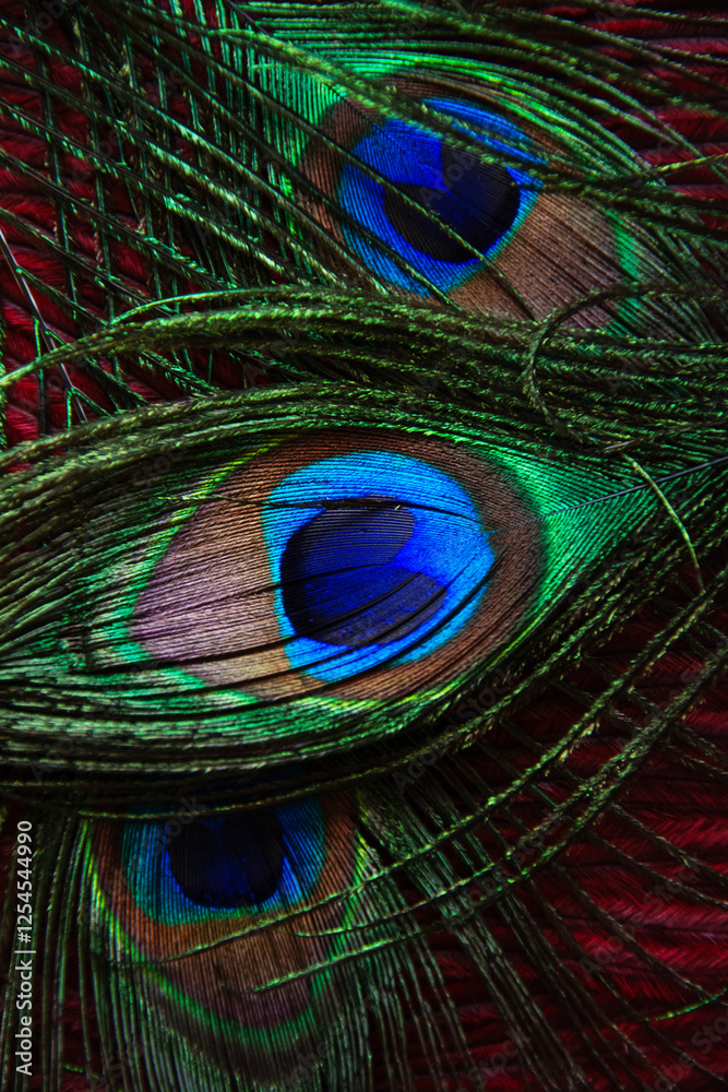 Naklejka premium peacock feather close up