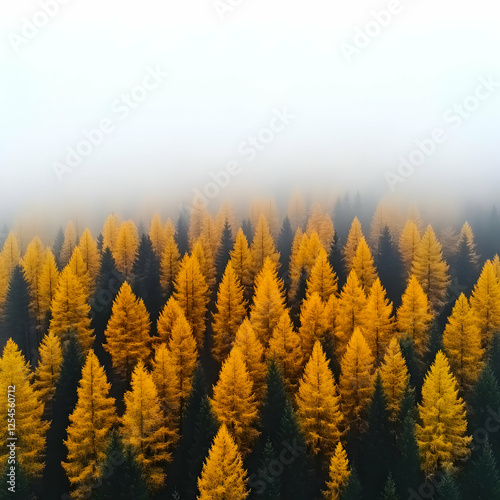 Golden Larch Forest Aerial Photo