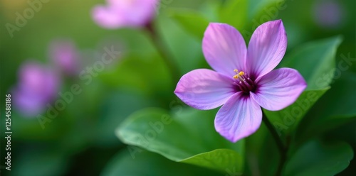 Rich green foliage complements delicate purple spring blooms, green, nature, stamen