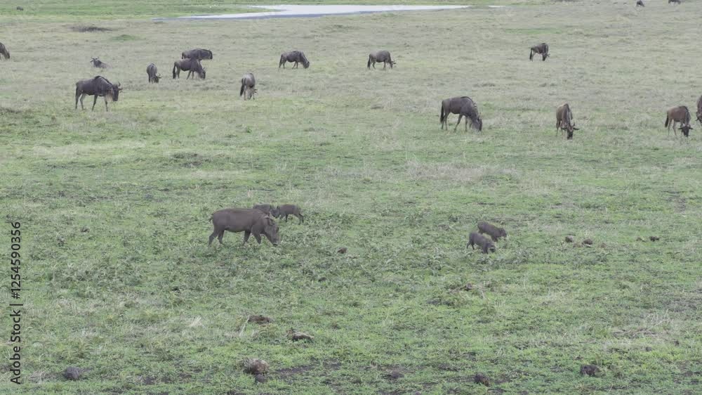 Warthog Piglets Playing and Running in Slow Motion. Wildlife Family. Ngorongoro Crater, Tanzania Warthog Piglets Playing and Running in Slow Motion. Wildlife Family. Ngorongoro Crater, Tanzania