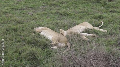 A pair of lions resting in the Ngorongoro Crater, surrounded by open grasslands and serene