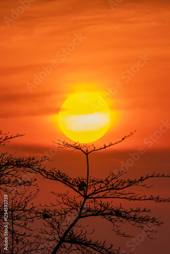 Sillouette sunset over dead tree