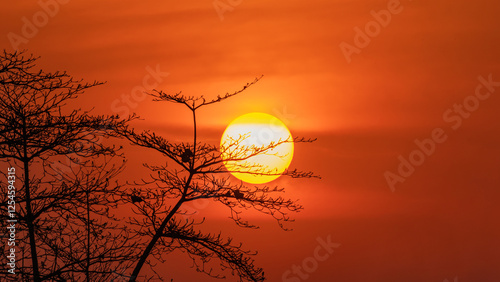 Sillouette sunset over dead tree