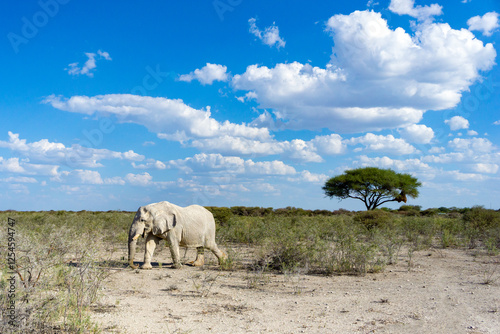 an African elephant is standing near the acacia tree in savanna grass land under the blue sky with scattered white cotton fluffy clouds.
