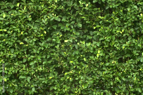 Close up group of background tropical green leaves texture and abstract background. Tropical leaf nature concept