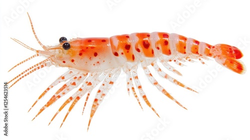 Wallpaper Mural Close-up of a vibrant orange and white shrimp isolated on white. Torontodigital.ca