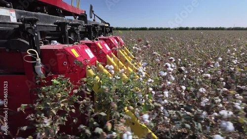The mechanism of the cotton picker moves along the rows and collects ripe cotton. Cotton field. Close-up