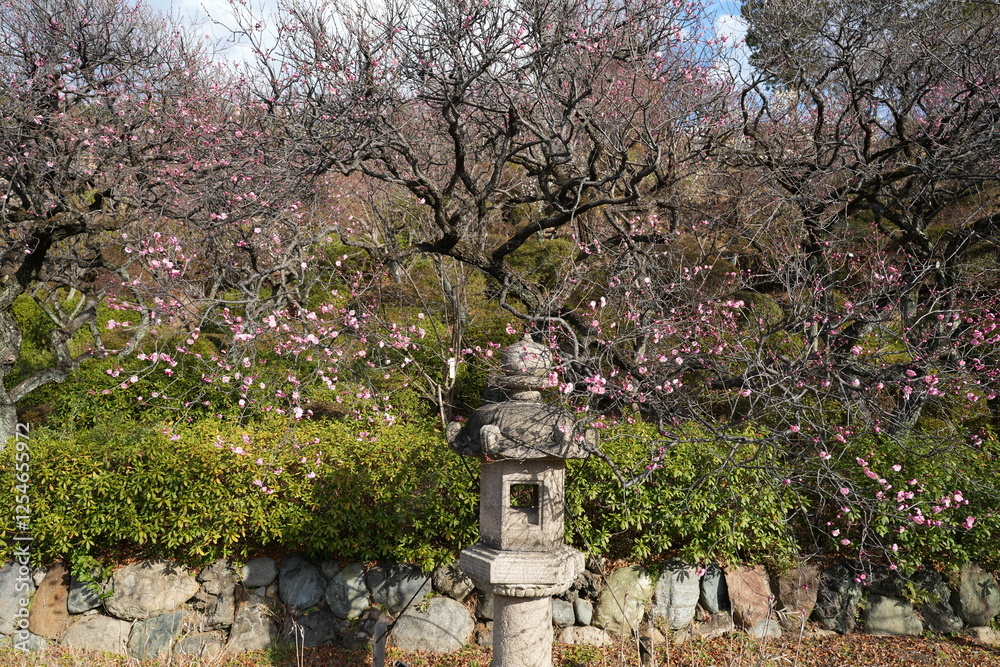 春を告げる梅の庭園