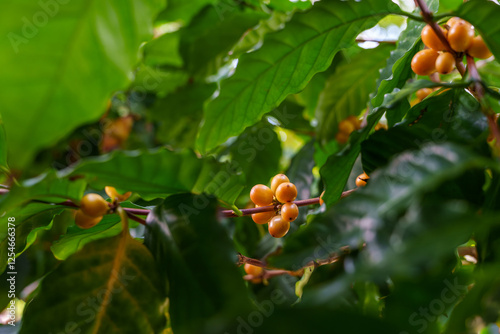 Fototapeta Naklejka Na Ścianę i Meble -  Close-up photo of orange-colored coffee tree fruits growing