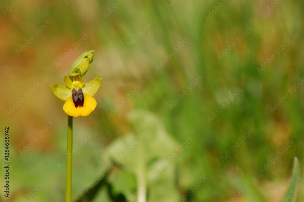 Wonderful yellow orchid or yellow Ophrys with copy space. Wonderful yellow orchid or yellow Ophrys with copy space.
