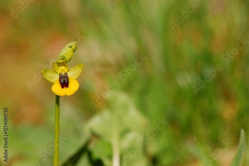 Wonderful yellow orchid or yellow Ophrys with copy space.