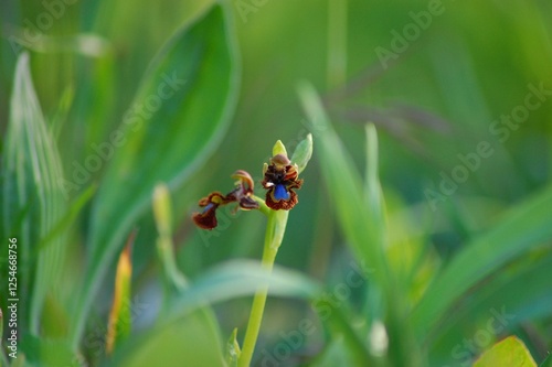 Beautiful looking-glass (orquídea espejo de venus) wild orchid on its natural environment and copy space.
