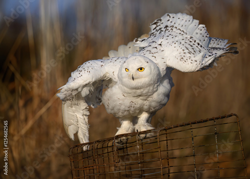 Snowy owl ( bubo scandiacus ) close up photo