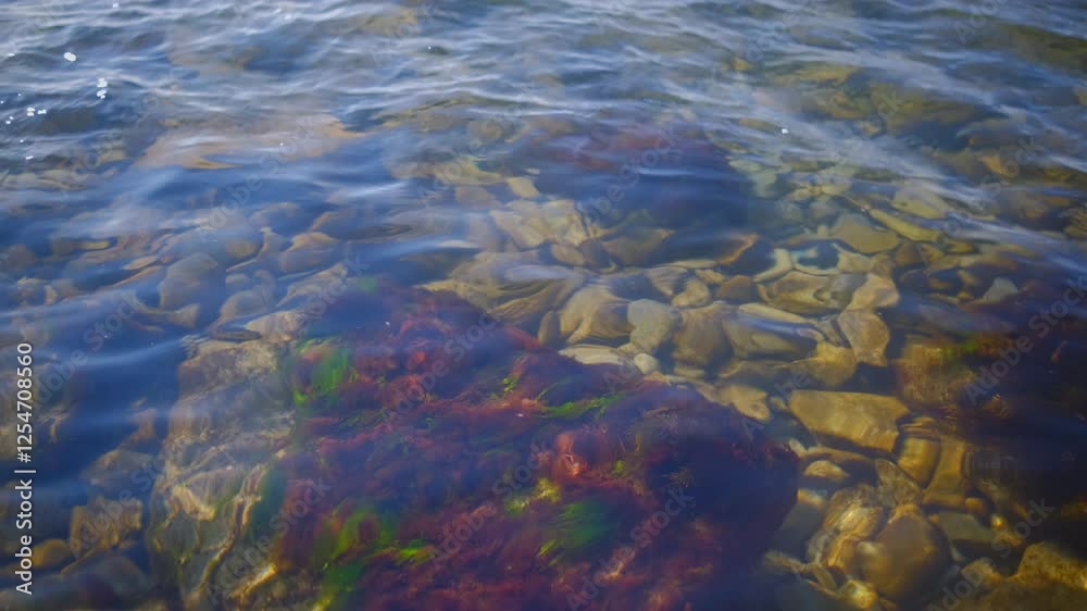 Crystal clear water of bay after the storm, smooth rocks under the surface with seaweed, untouched natural beauty, sea water background and care for the purity of nature and the protection of seas Crystal clear water of bay after the storm, smooth rocks under the surface with seaweed, untouched natural beauty, sea water background and care for the purity of nature and the protection of seas