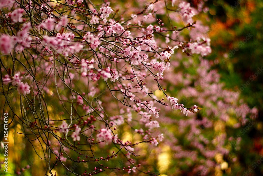 pink cherry blossoms on tree in golden hour light pink cherry blossoms on tree in golden hour light