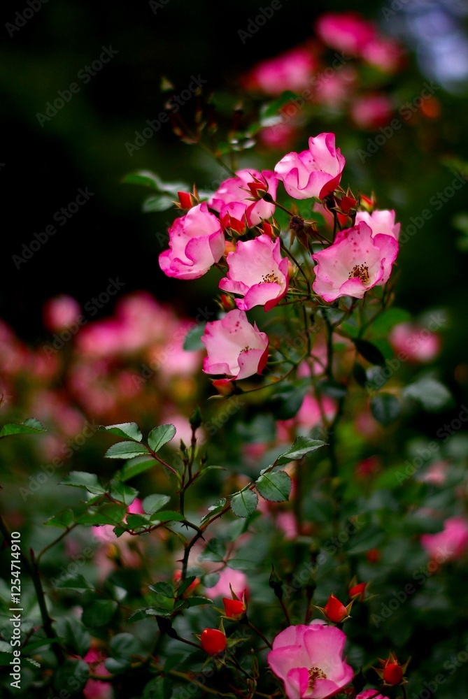 blooming rose bush with hot pink borders on petals blooming rose bush with hot pink borders on petals