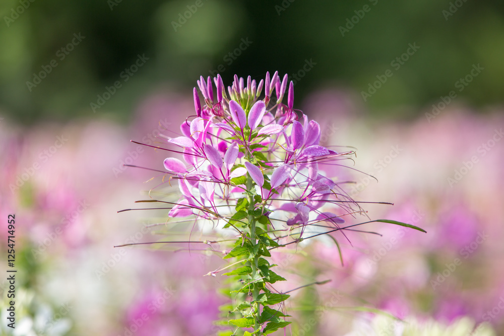 Close up Spiny spiderflower
