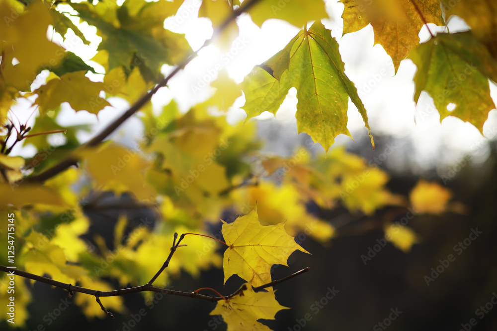 Sunlit Autumn Leaves on Branches in a Forest Setting Sunlit Autumn Leaves on Branches in a Forest Setting