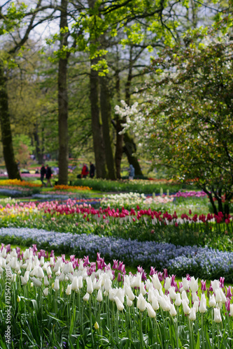 Photography rows of colorful spring tulips amid a park with pedestrians and trees