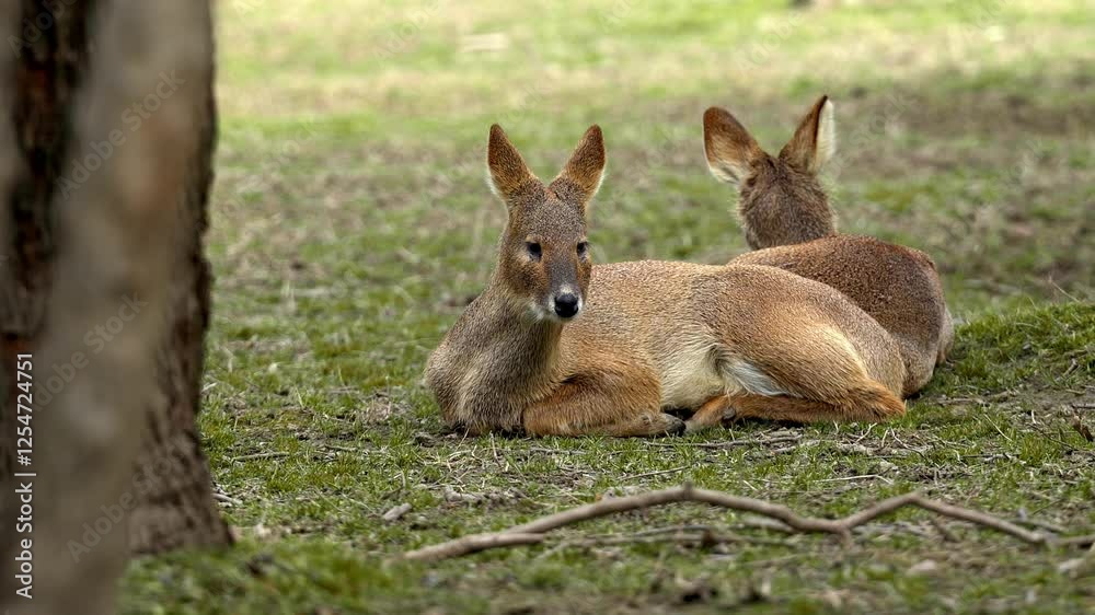 Shanghai Water Deer lying and resting in the afternoon Shanghai Water Deer lying and resting in the afternoon