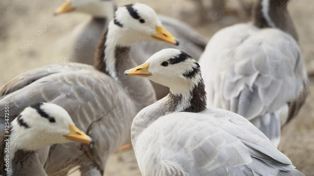 The group of Bar headed Goose honking at each other The group of Bar headed Goose honking at each other