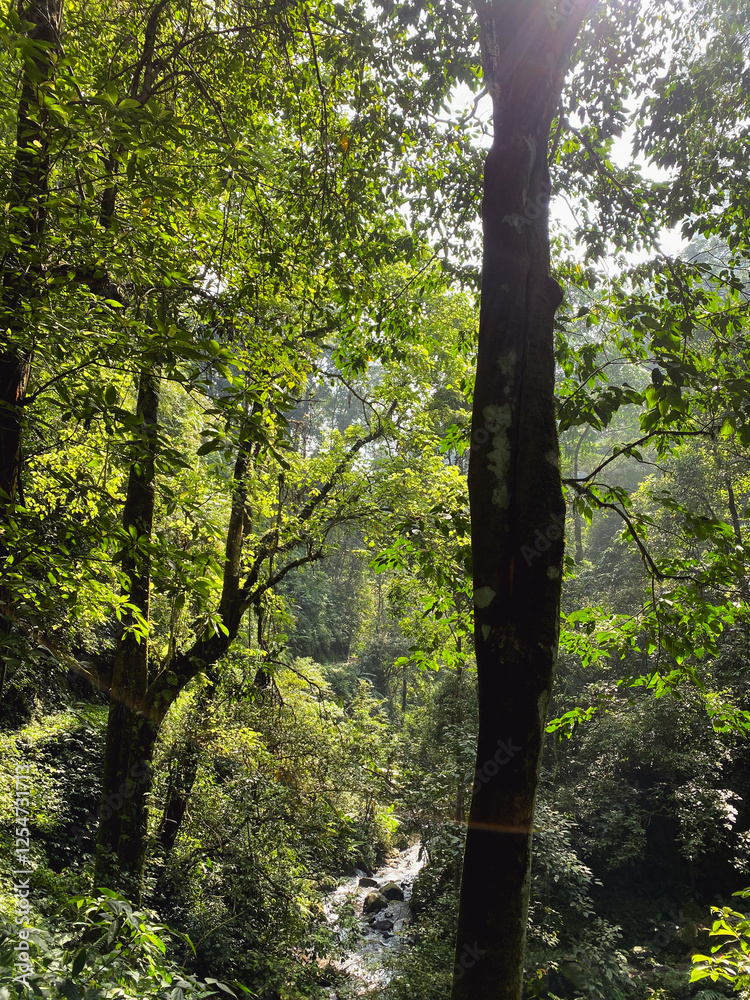 Fototapeta premium trees in the woods