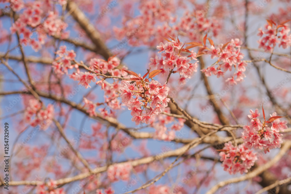 travel in nature concept with pink cherry blossom tree and clear sky in springtime season travel in nature concept with pink cherry blossom tree and clear sky in springtime season