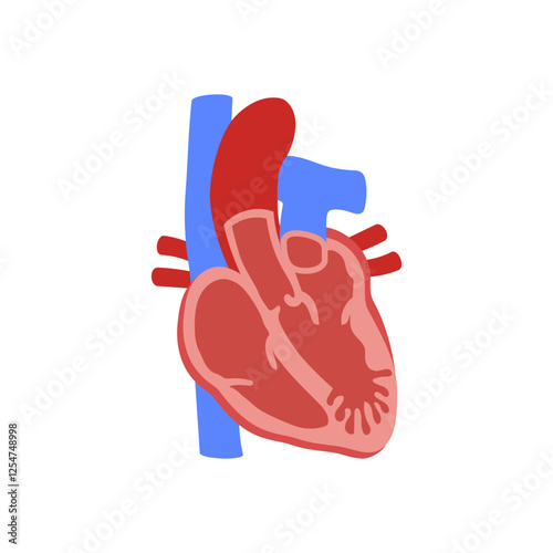 Heart Trabeculation, Cardiovascular Disease Illustration Icon