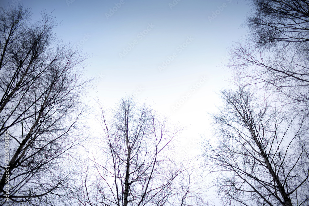 Trees are left with only branches in winter and the sky is gloomy Trees are left with only branches in winter and the sky is gloomy