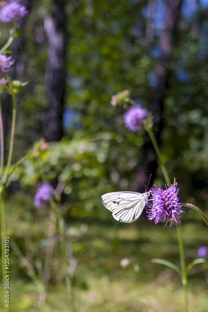 Naklejka premium White butterfly on purple flowers in the woods. Copy space, place for text. Close-up