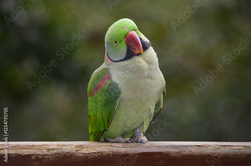 A close-up photo of an Alexandrine Parakeet bird. photo