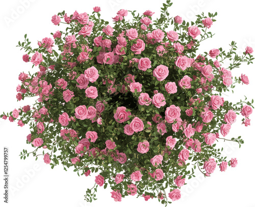 Pink rose bush with many flowers for decoration
