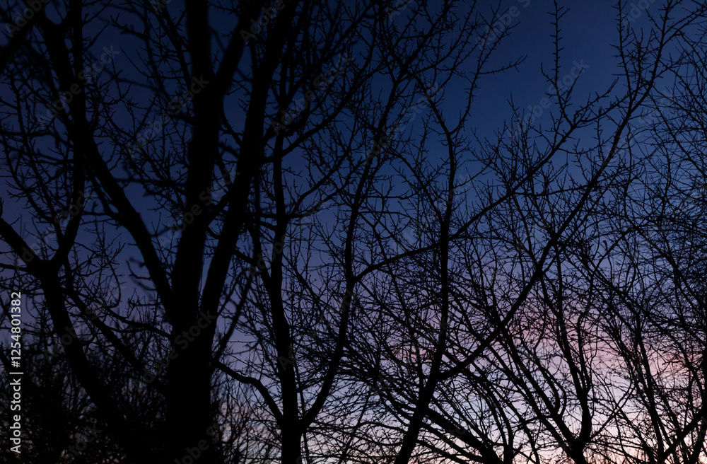 The sky is dark and the trees are bare The sky is dark and the trees are bare