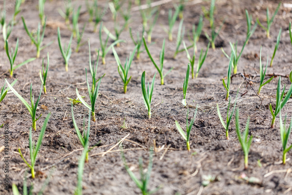 A field of green plants with a brown dirt background A field of green plants with a brown dirt background