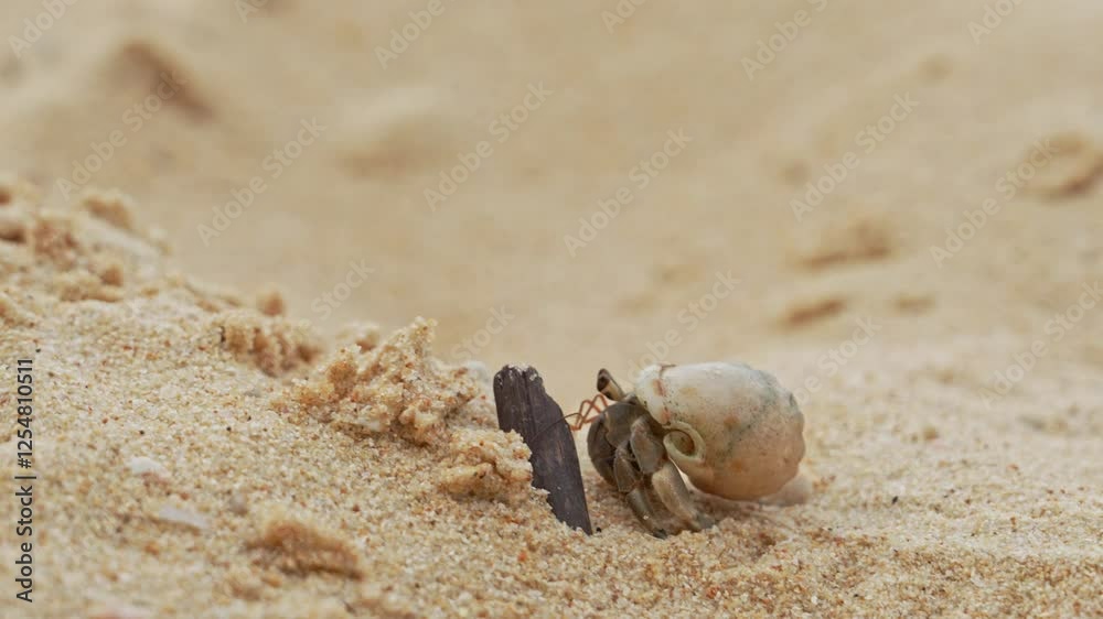 A hermit crab moves swiftly over soft sand near the shore during sunset. Its small shell shines in the fading light as it searches for food and shelter in its natural coastal environment.