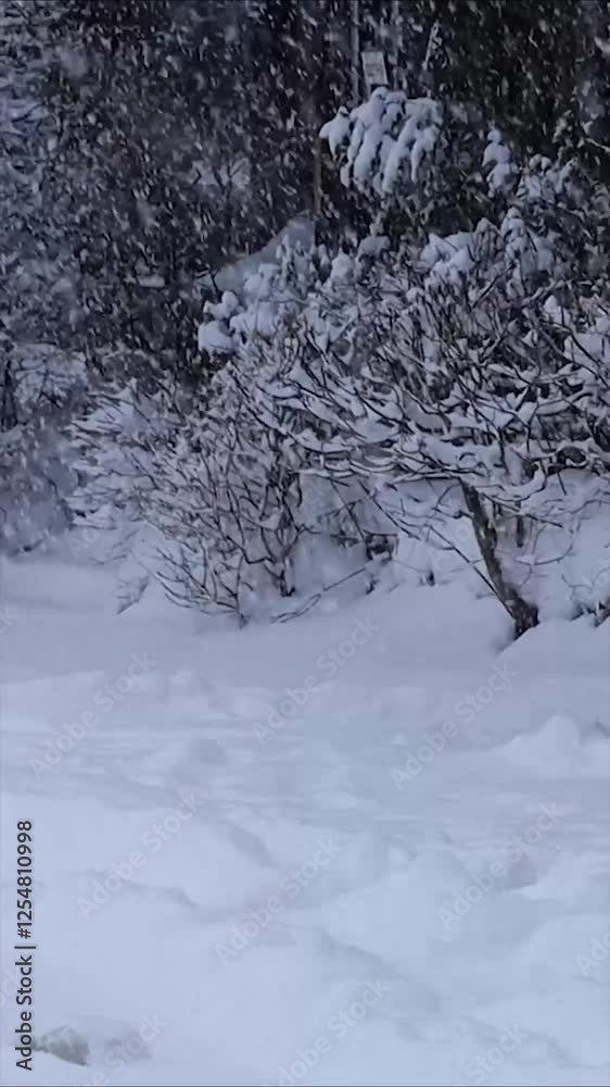 雪がちらちら降る冬の自然風景 縦型動画 サイネージ 雪がちらちら降る冬の自然風景 縦型動画 サイネージ