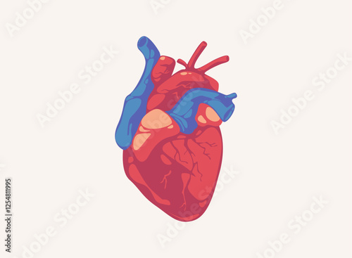 Illustration of an Human Organs Heart