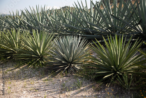 Wild agave maguey barril (Agave karwinskii) plants on an organic plantation for the production of mezcal in the Oaxaca Valley in Mexico. photo