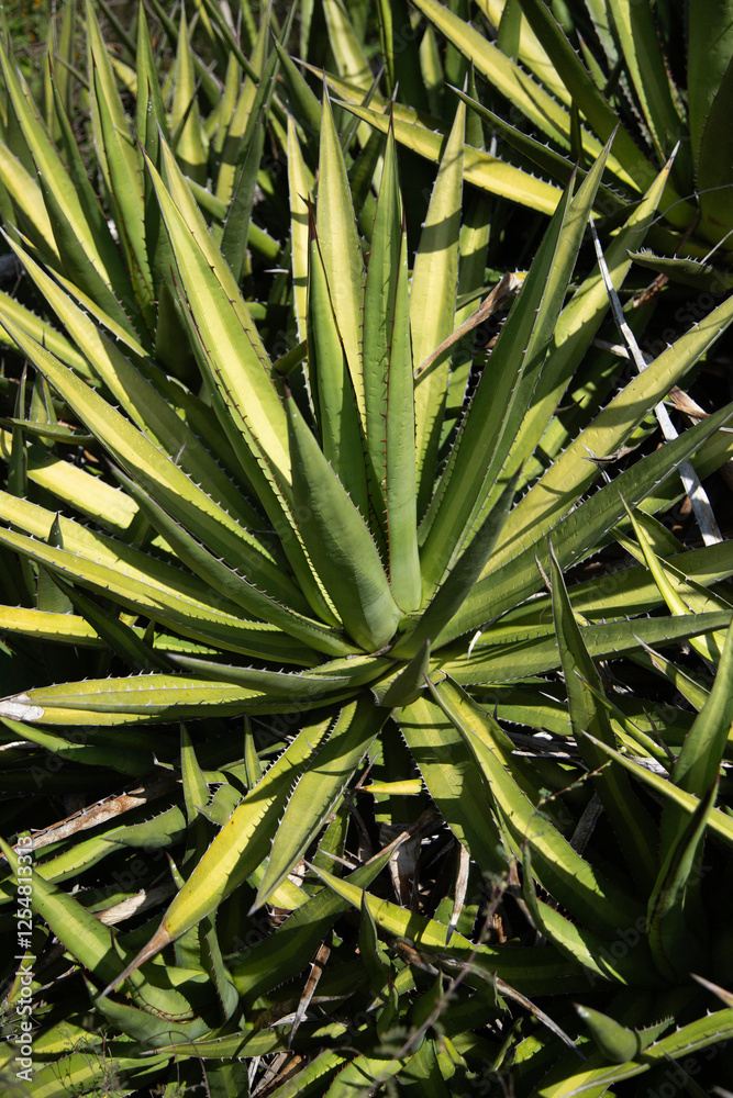 Fototapeta premium Wild agave maguey cuishe (Agave karwinskii) plants on an organic plantation for the production of mezcal in the Oaxaca Valley in Mexico.